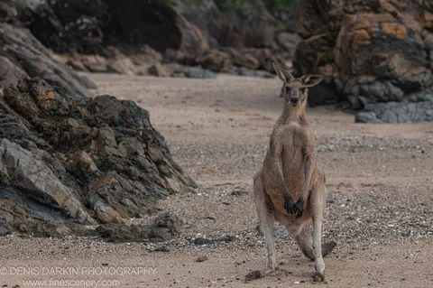 A kangaroo stands upright on a pebbly beach beside lichen-covered rock formations at dawn on the Coffs Harbor coast.