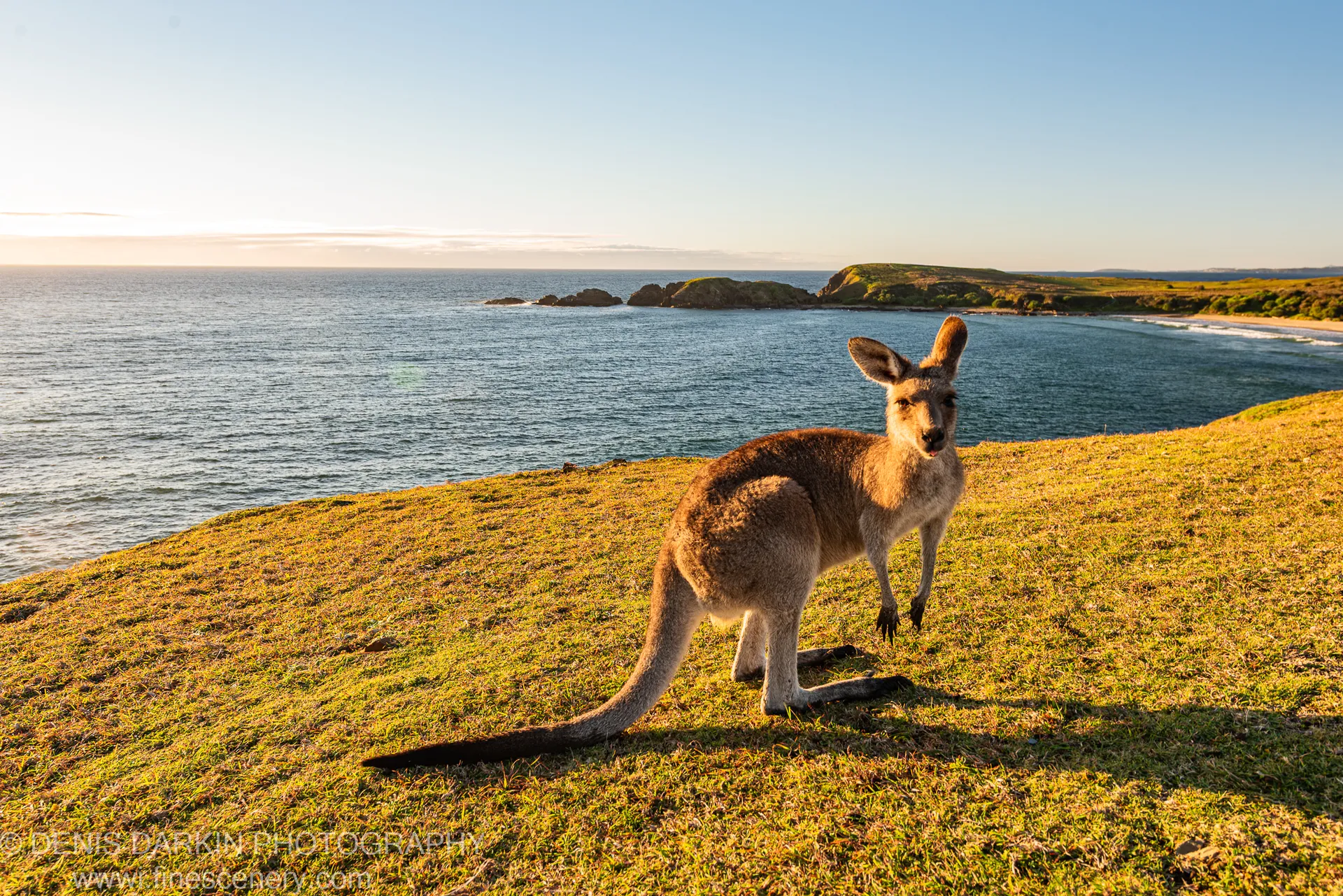 A kangaroo stands on a sun-lit grassy headland overlooking Coffs Harbor, with a calm blue bay and green rocky peninsulas visible behind it.