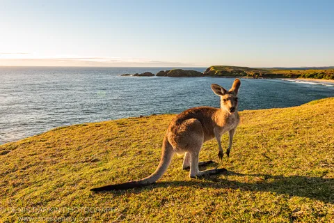 A kangaroo stands on a sun-lit grassy headland overlooking Coffs Harbor, with a calm blue bay and green rocky peninsulas visible behind it.
