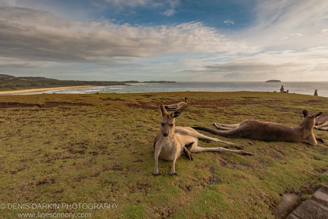 A group of kangaroos rests on a grassy headland above the Coffs Harbor coast, with breaking waves and distant islands under a streaked sky.