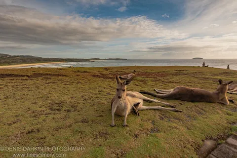 A group of kangaroos rests on a grassy headland above the Coffs Harbor coast, with breaking waves and distant islands under a streaked sky.