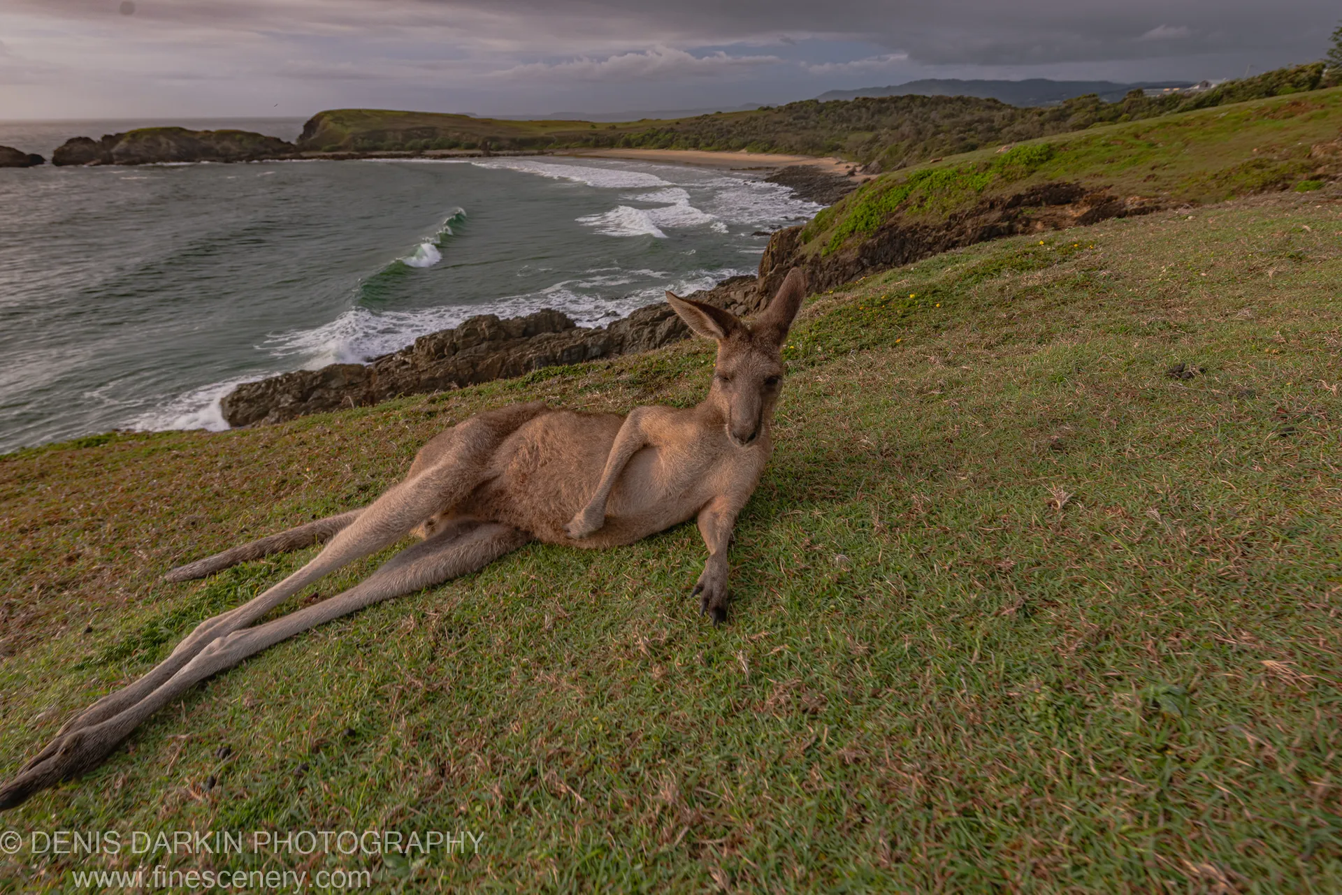 A large kangaroo reclines on a grassy coastal slope, hind legs extended, with ocean waves breaking against rocky cliffs and a sandy beach beyond.