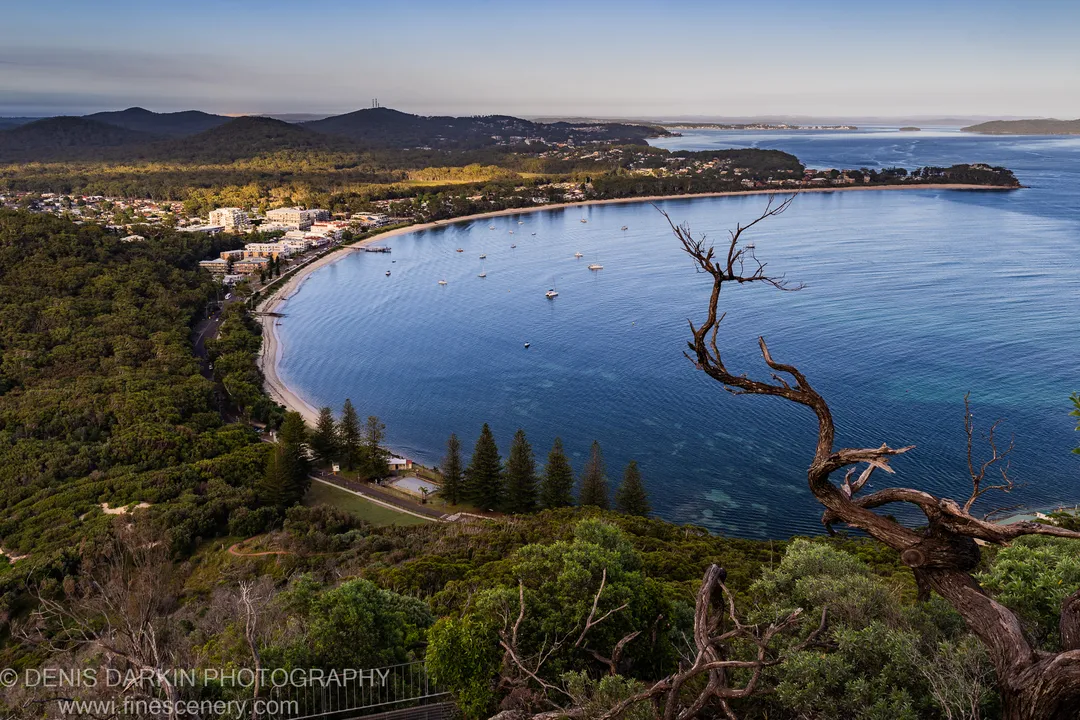 A gnarled, leafless branch overhangs a high-angle view of Nelson Bay harbor at morning, with anchored boats and forested hills below.