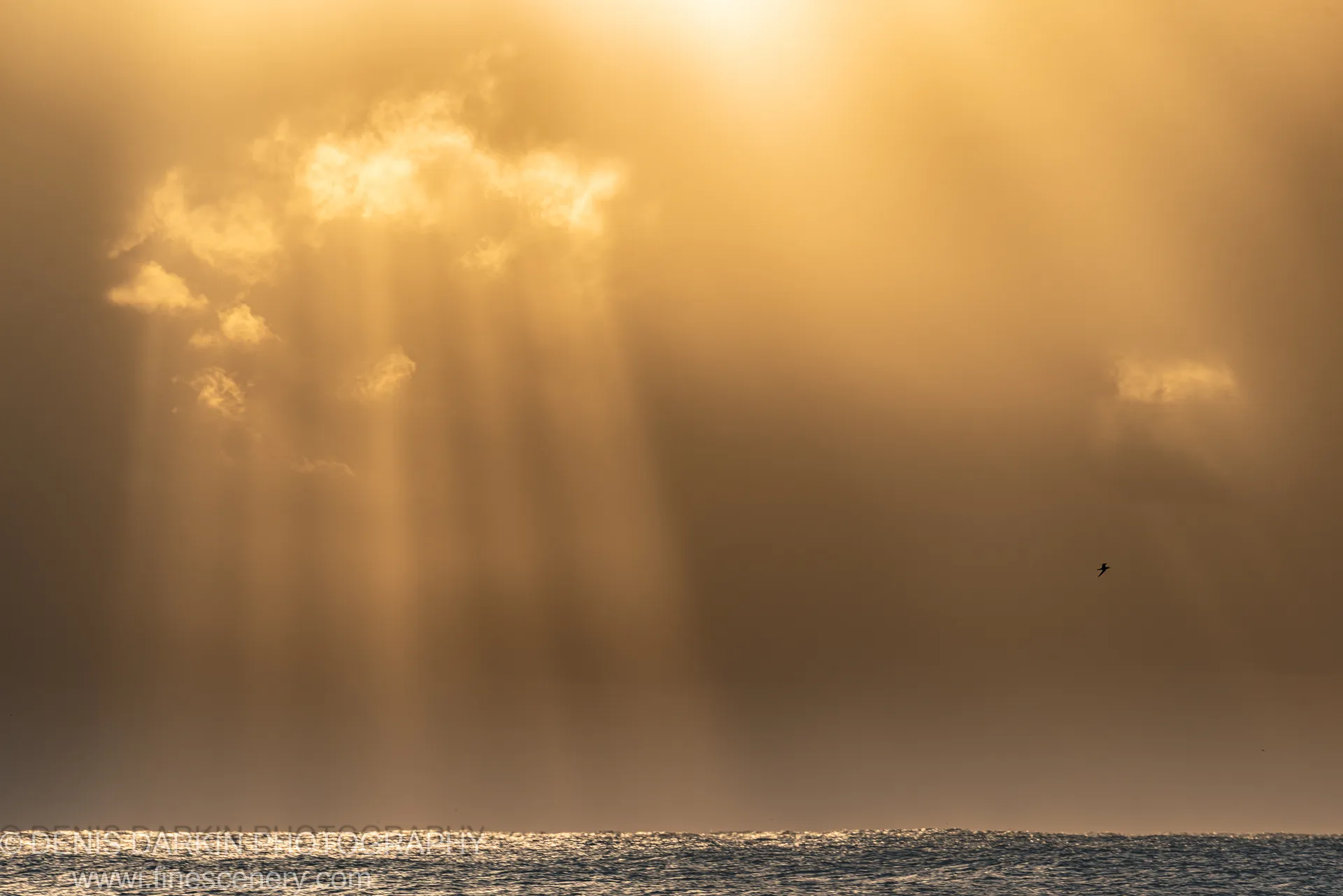 A fan of crepuscular rays spreads through thick cloud above the Byron Bay ocean, a single bird silhouetted in the haze at the horizon.