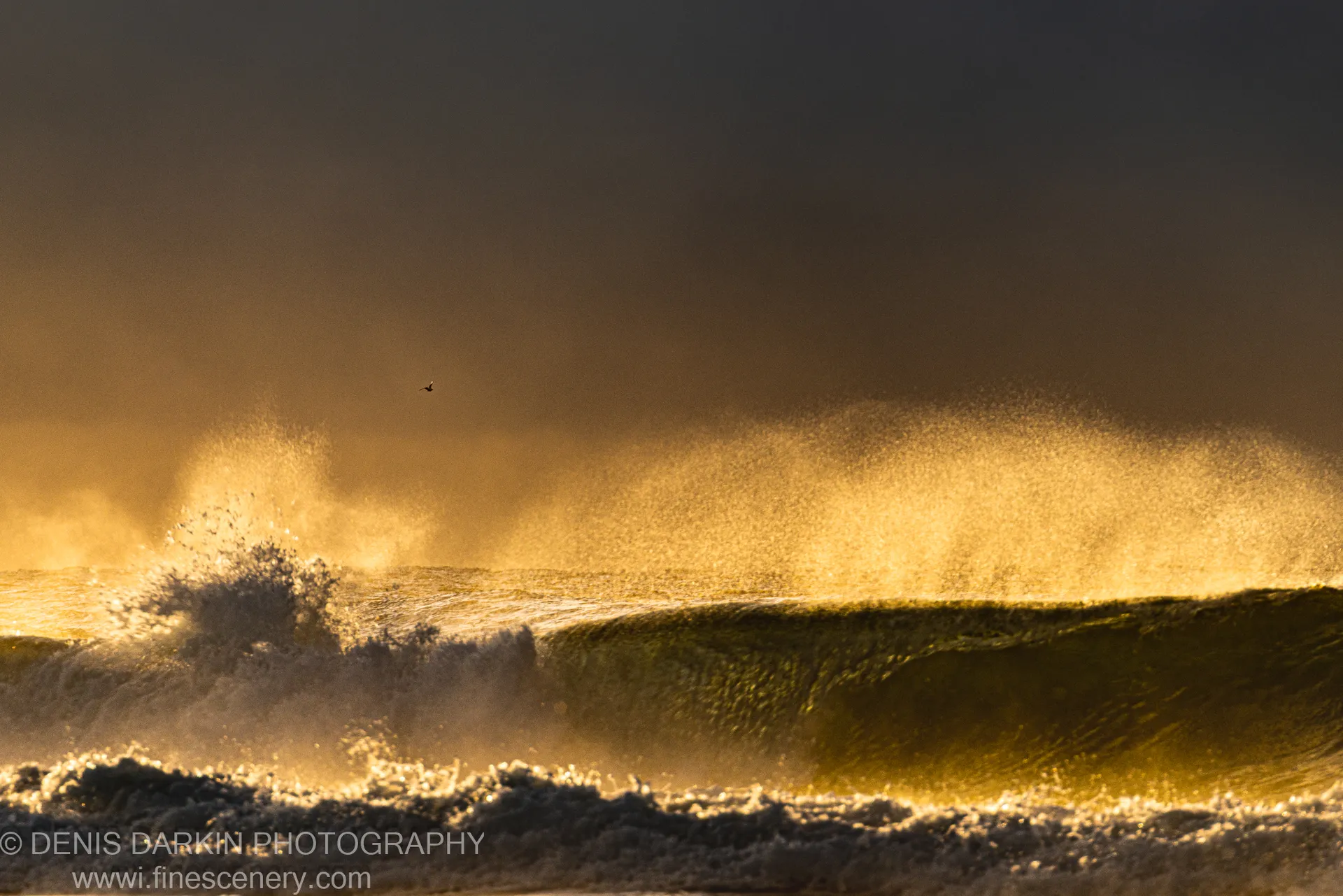 A crashing wave backlit by morning sunlight, spray lit amber against a darkening sky, with a bird above the swell at Byron Bay, NSW.