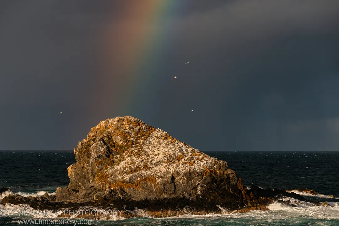 An isolated sea stack textured with golden lichen rises from dark winter waters as seagulls glide beneath a rainbow-lit sky.