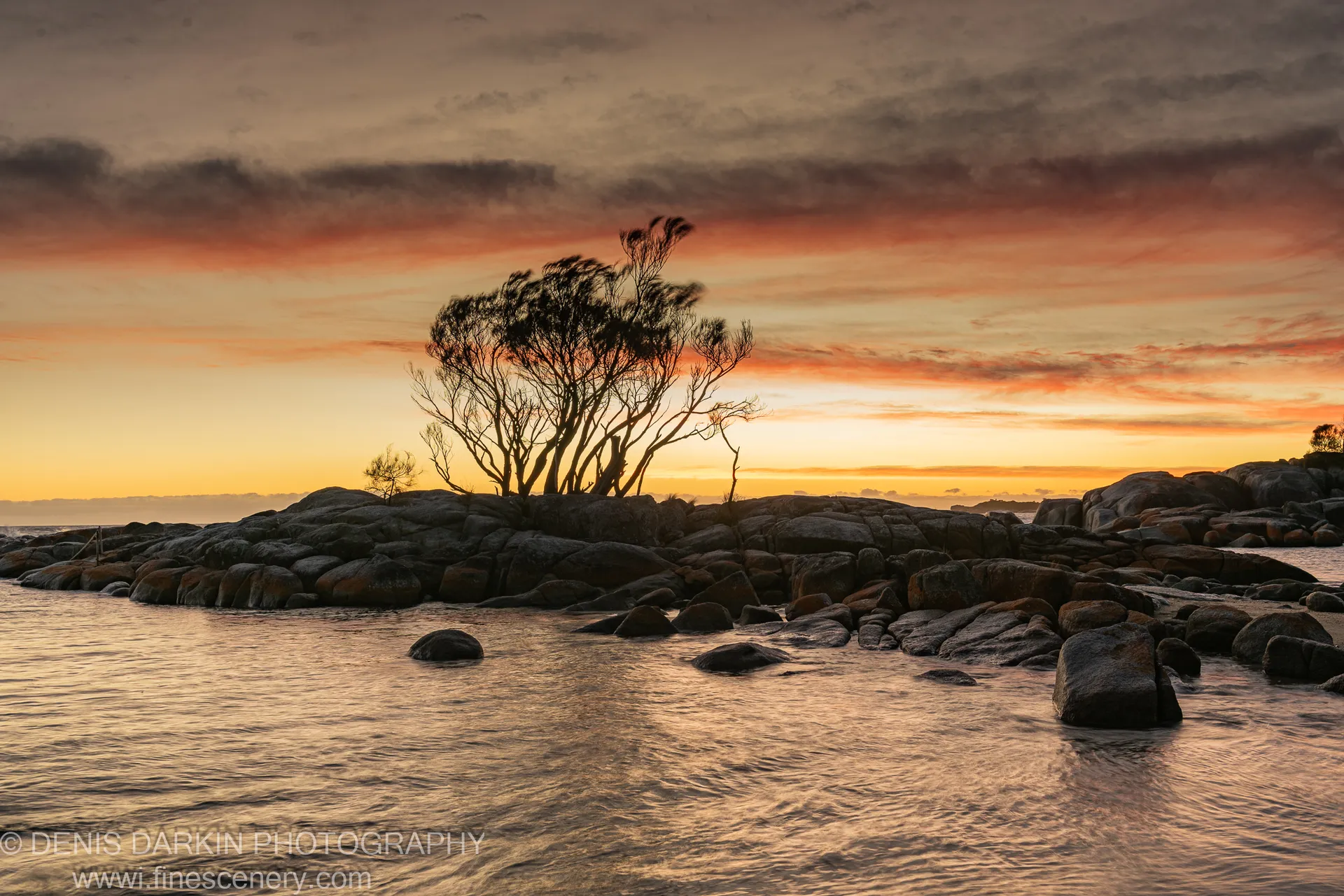 Windswept tree in silhouette on granite at Bay of Fires, amber morning sky reflected in still tidal water below.