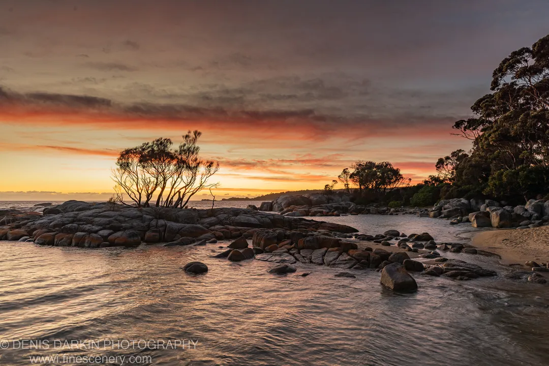 A cluster of silhouetted trees on a granite coastal outcrop at Bay of Fires, smooth morning water and warm reflections in the foreground.