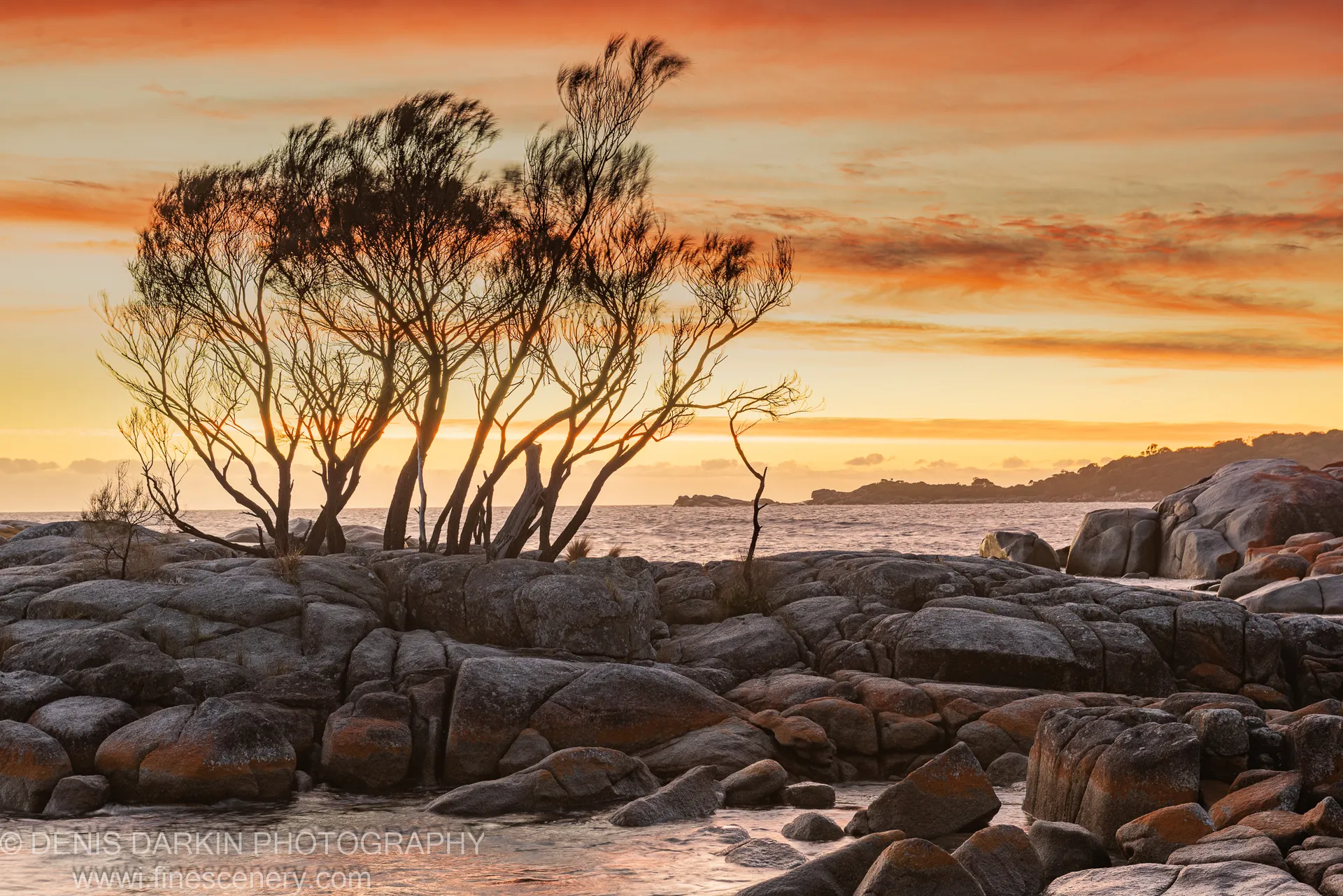 Coastal trees in silhouette against a warm morning sky at Bay of Fires, orange lichen boulders and gentle waves in the foreground.