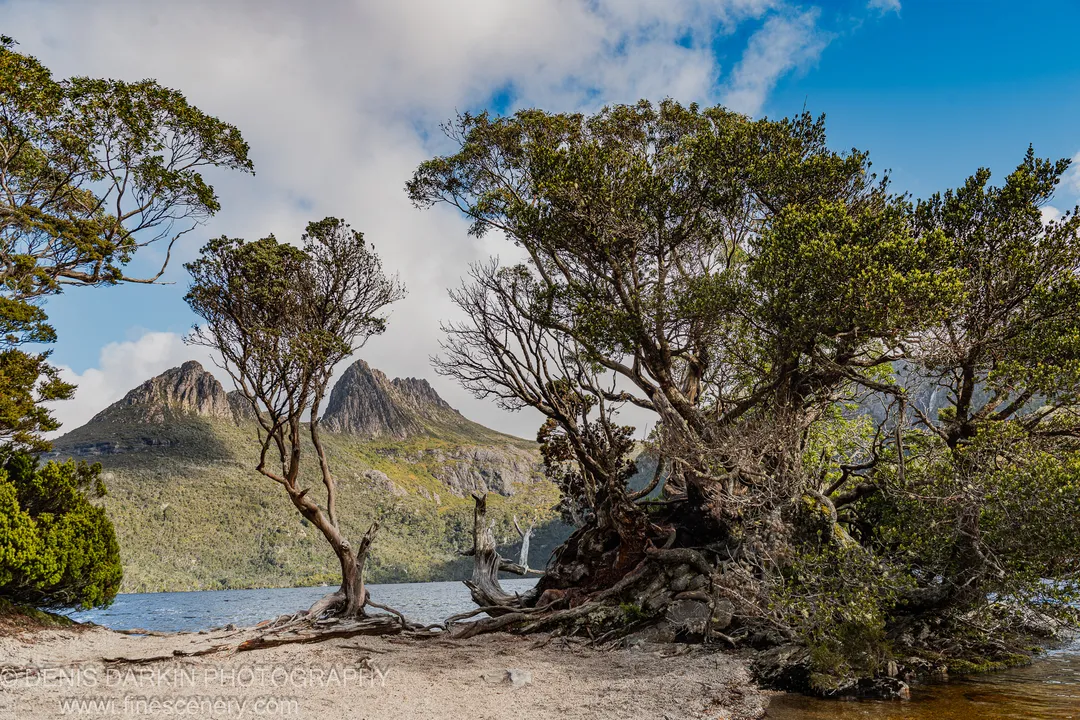 Gnarled trees with exposed roots anchor a gravelly shoreline in Tasmania, with distant craggy peaks rising against a blue afternoon sky, April 2022.