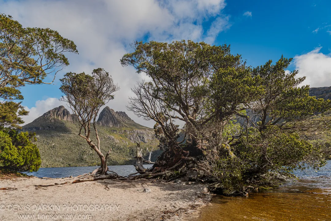 A gnarled tree with exposed roots stands on the sandy lakeshore at Cradle Mountain, with jagged peaks and cumulus clouds reflected in the calm water below.