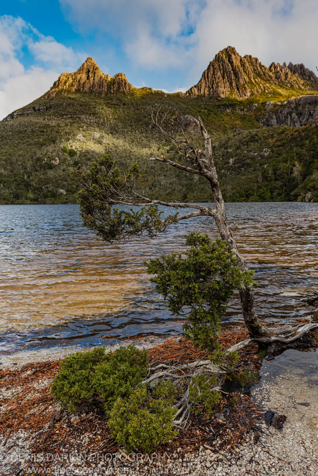 A weathered scrub bush reaches over the rippling surface of a Tasmanian lake, with steep mountain slopes and jagged peaks rising behind in warm afternoon light.