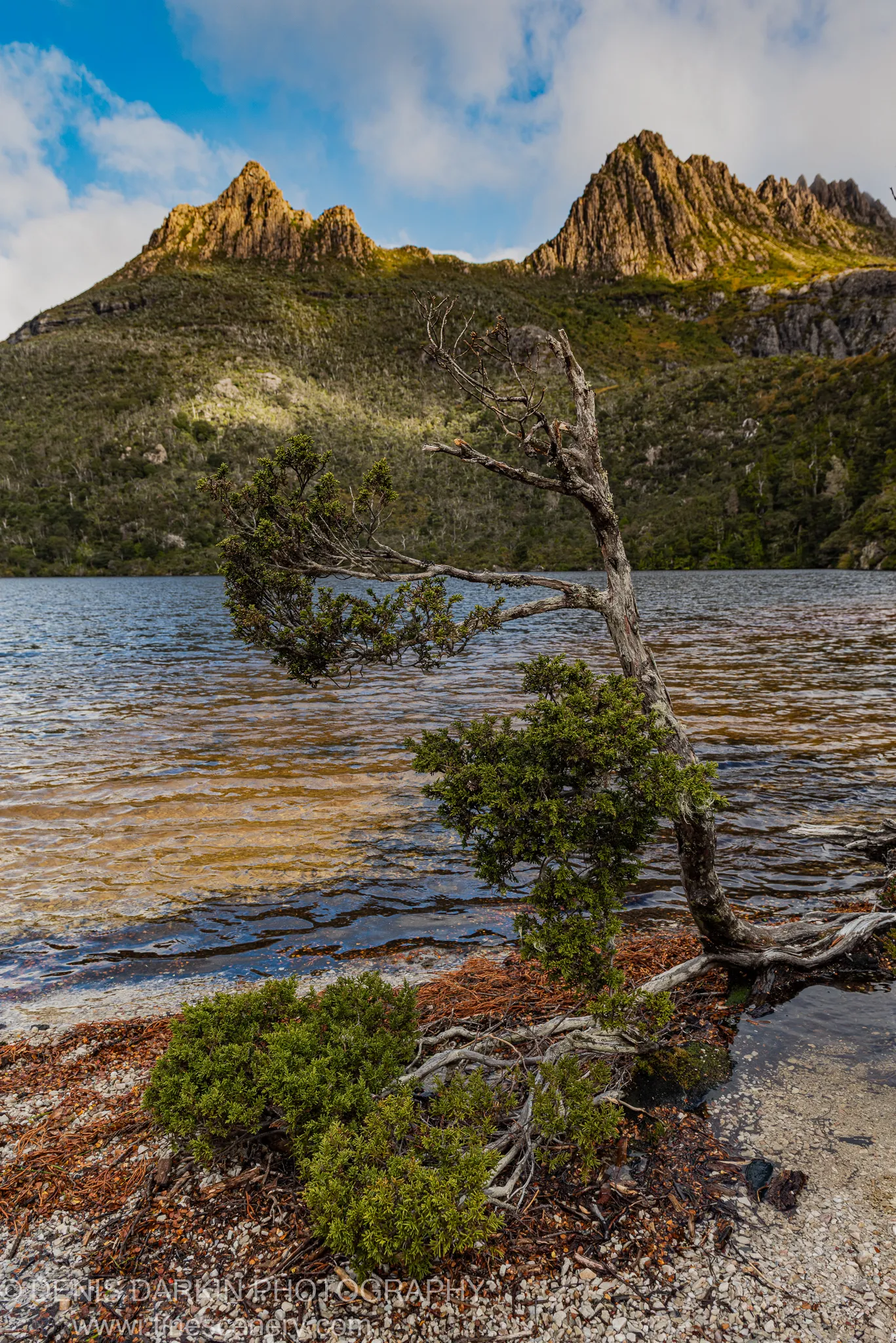 A weathered scrub bush reaches over the rippling surface of a Tasmanian lake, with steep mountain slopes and jagged peaks rising behind in warm afternoon light.