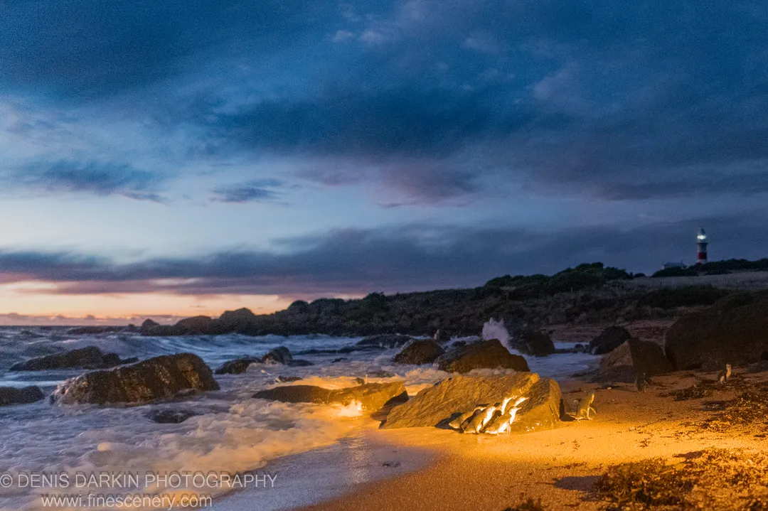 Fairy penguins rest on dark rocks at Lillico Beach, waves washing the shore at dusk, a lighthouse on the distant headland, Tasmania.