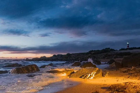 Fairy penguins rest on dark rocks at Lillico Beach, waves washing the shore at dusk, a lighthouse on the distant headland, Tasmania.