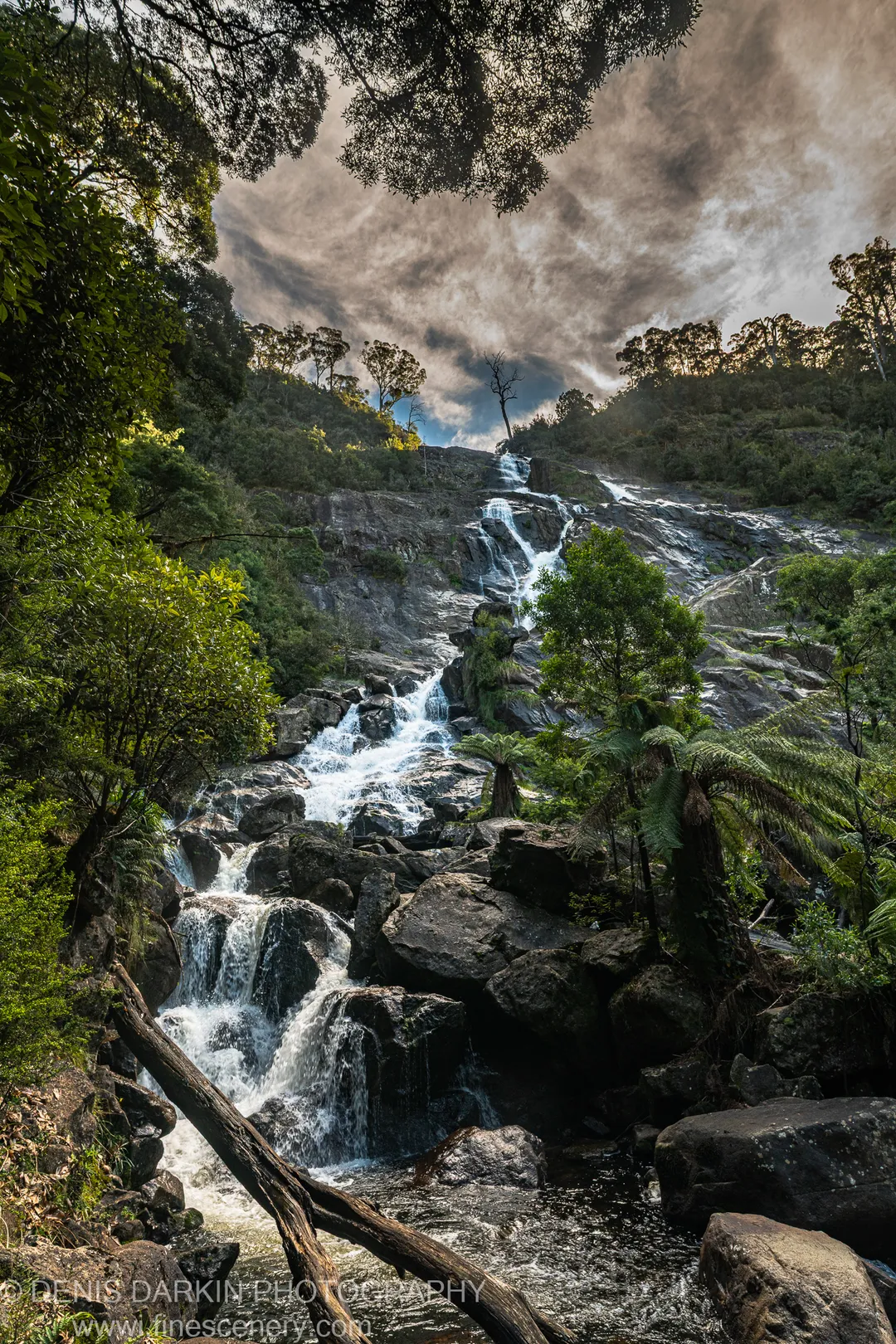 A multi-tiered waterfall drops over dark wet rock into a shadowed pool, lush ferns and canopy on both sides, Pyengana, Tasmania.