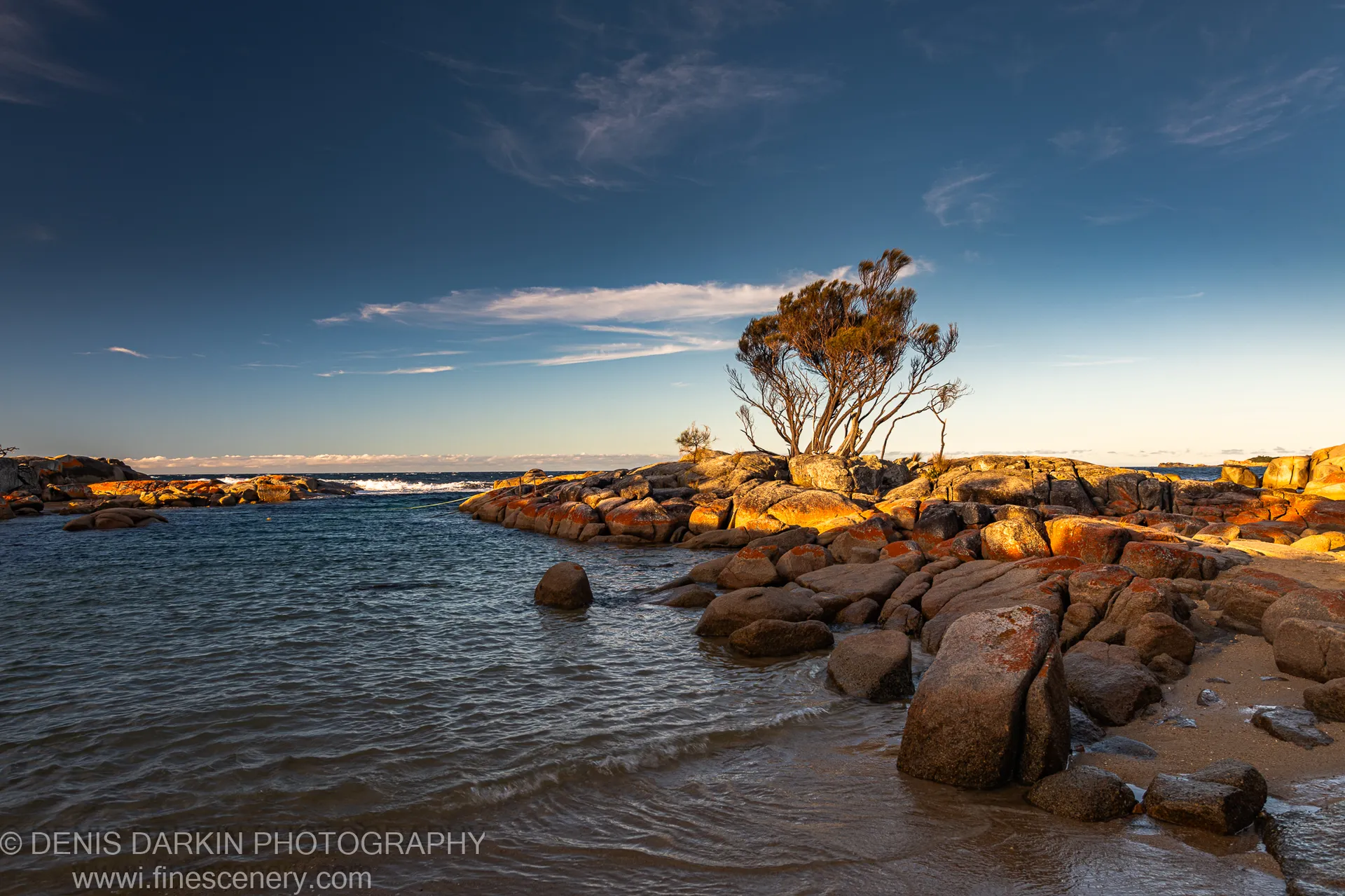 A lone tree on granite at Bay of Fires, its branches in a deep blue sky with cirrus clouds, coastal water below, Tasmania.