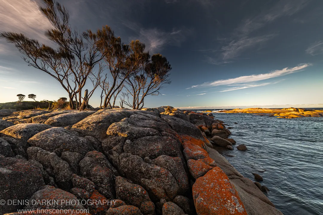 Granite boulders with orange lichen at Bay of Fires, windswept she-oaks leaning behind, a long band of cloud above the blue ocean, Tasmania.
