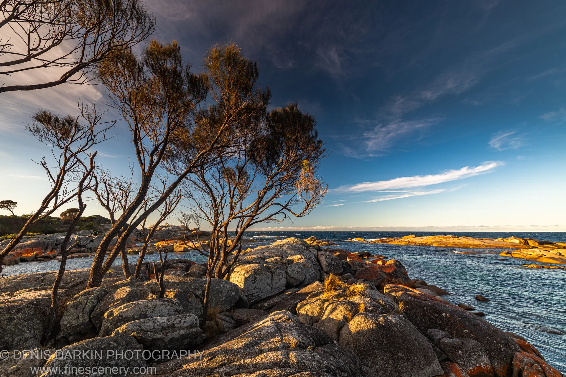 Sunlit granite at Bay of Fires with slender windswept trees to one side, deep blue sky above calm water along the horizon, Tasmania.