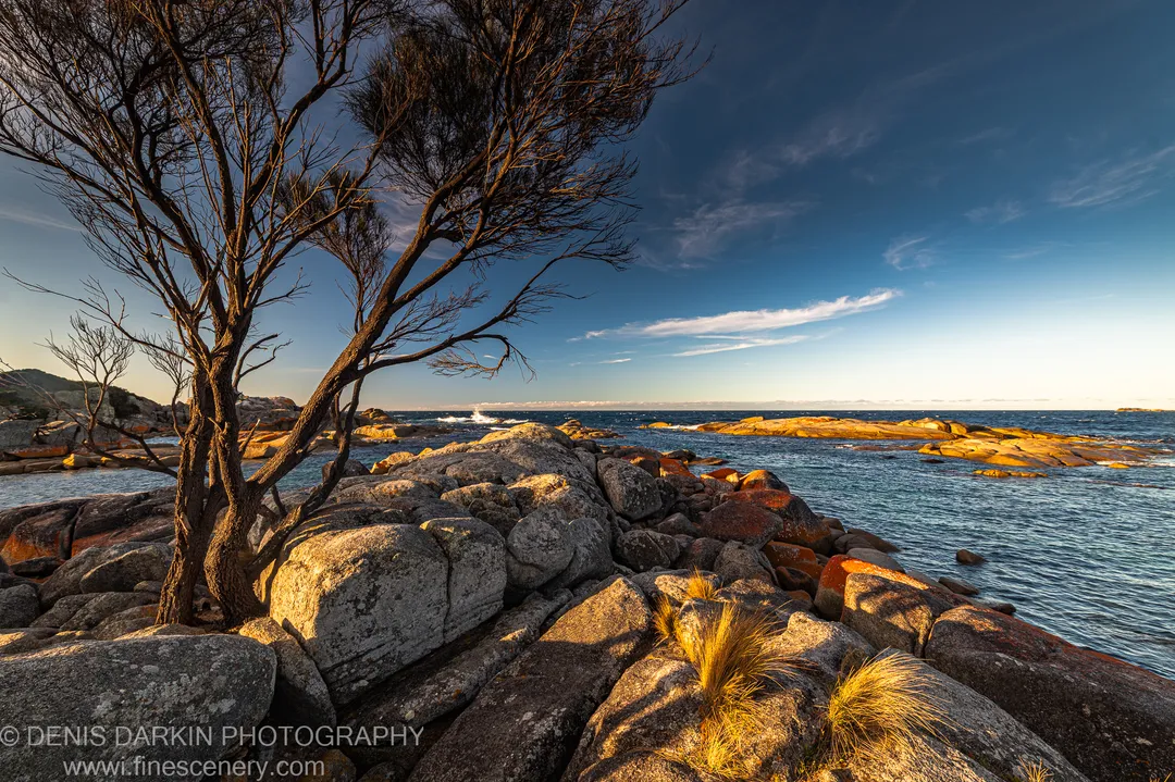 A dark bare tree at Bay of Fires stands above granite boulders, its branches reaching across the upper sky, calm water beyond, Tasmania.