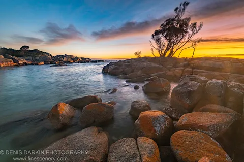 Low-angle view of orange-lichen-stained granite boulders at Bay of Fires, long-exposure water between the rocks and a windswept tree silhouetted against a warm morning sky.