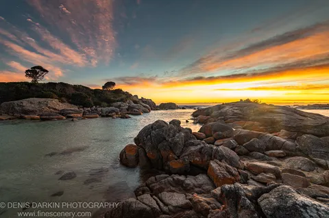 Lichen-covered granite boulders line a calm inlet at Bay of Fires, with a solitary tree silhouetted against the morning sky.