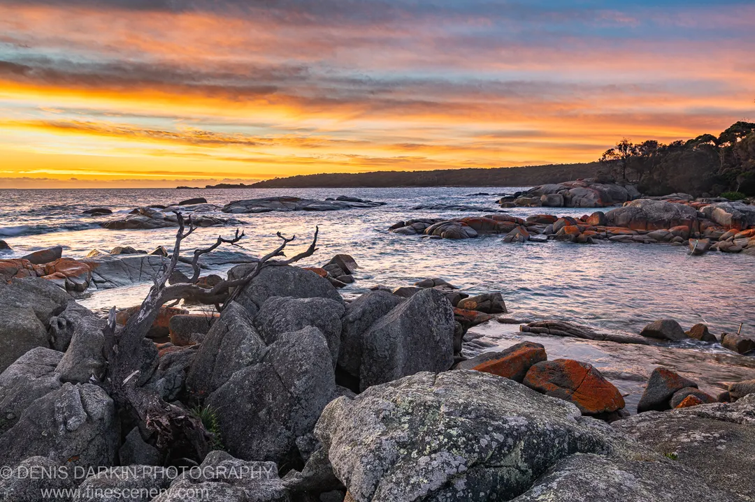 A weathered piece of driftwood rests among lichen-covered granite boulders on the Bay of Fires coast, Tasmania, in the morning light.