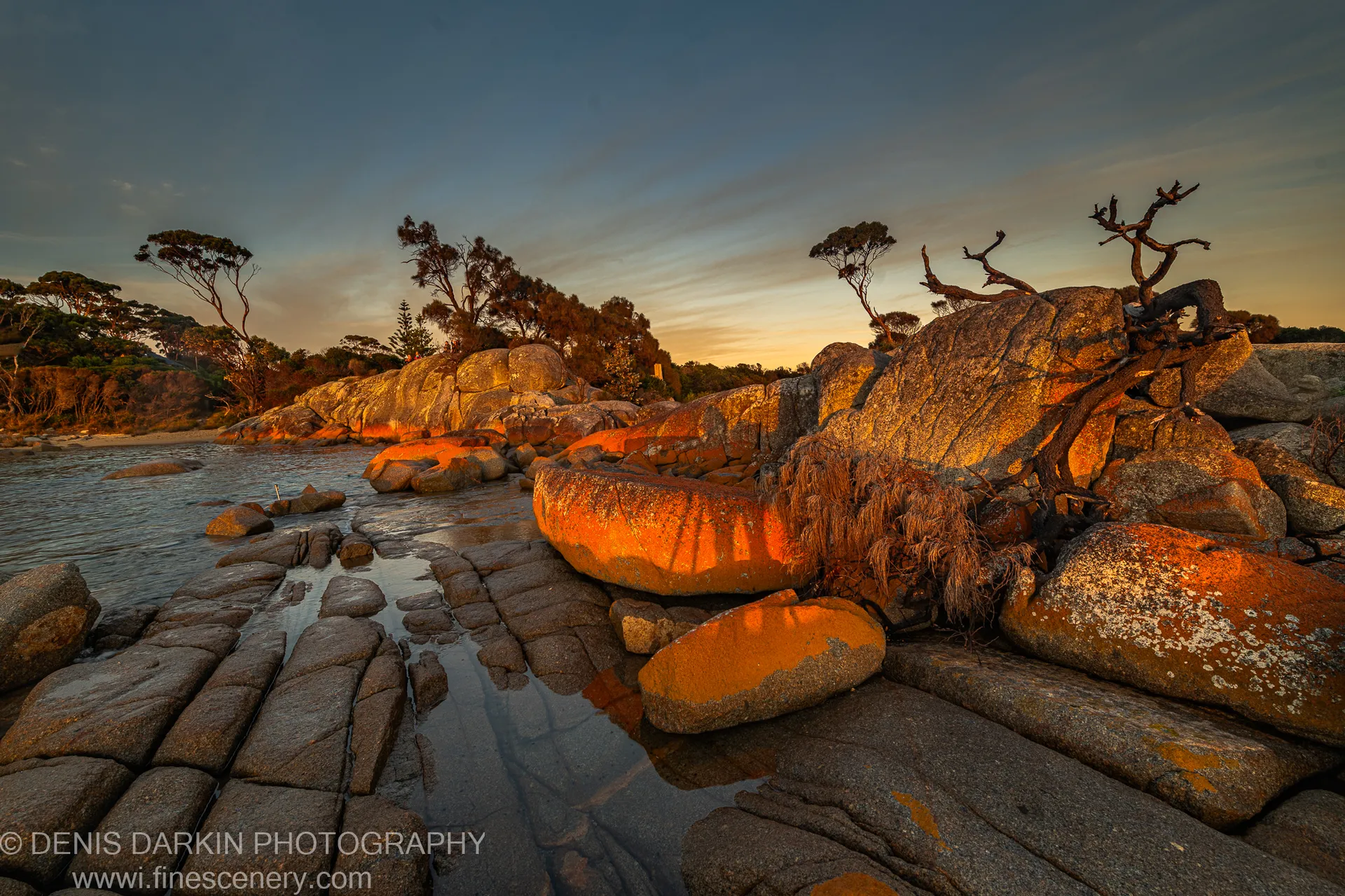 A dead gnarled tree trunk leans against warm-lit granite boulders at Bay of Fires, Tasmania, above tide pools in late autumn morning.
