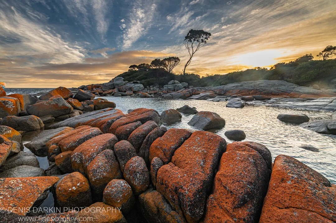 A lone tree stands silhouetted on a coastal headland above a calm inlet with orange lichen boulders in the foreground.