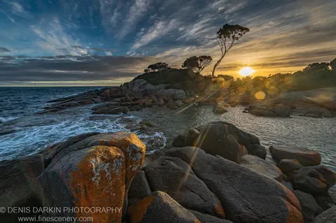 A lone tree on the Bay of Fires coastline stands in silhouette against the sun, with lens flare spreading across moss-covered rocks below.