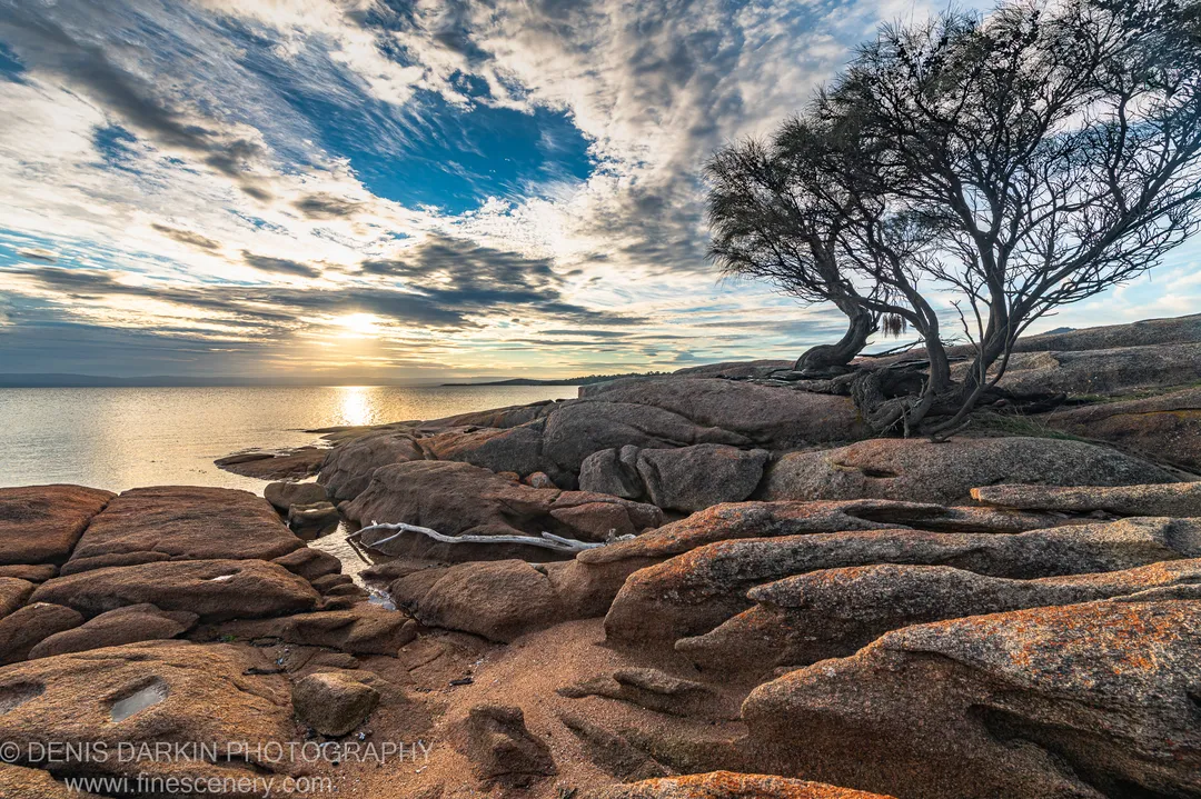 A wind-bent tree stands on pink granite at Coles Bay, Tasmania, beneath a cirrus-streaked golden-hour sky in late autumn.