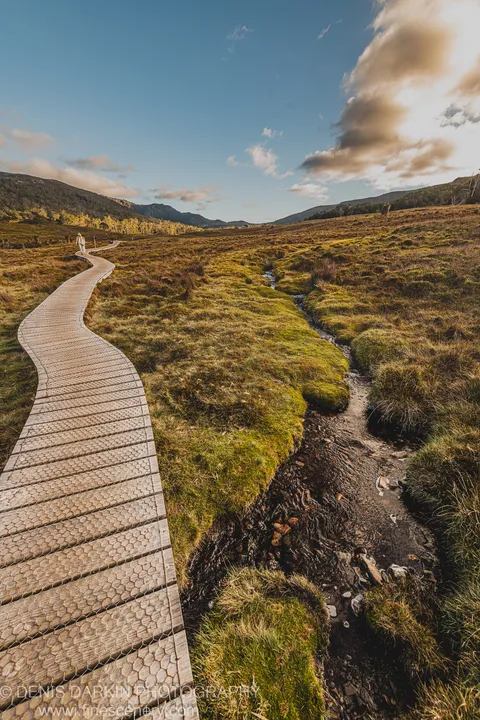 A curved wooden boardwalk with wire-mesh decking crosses damp mossy landscape at Cradle Mountain, leading toward rolling hills and an afternoon sky.