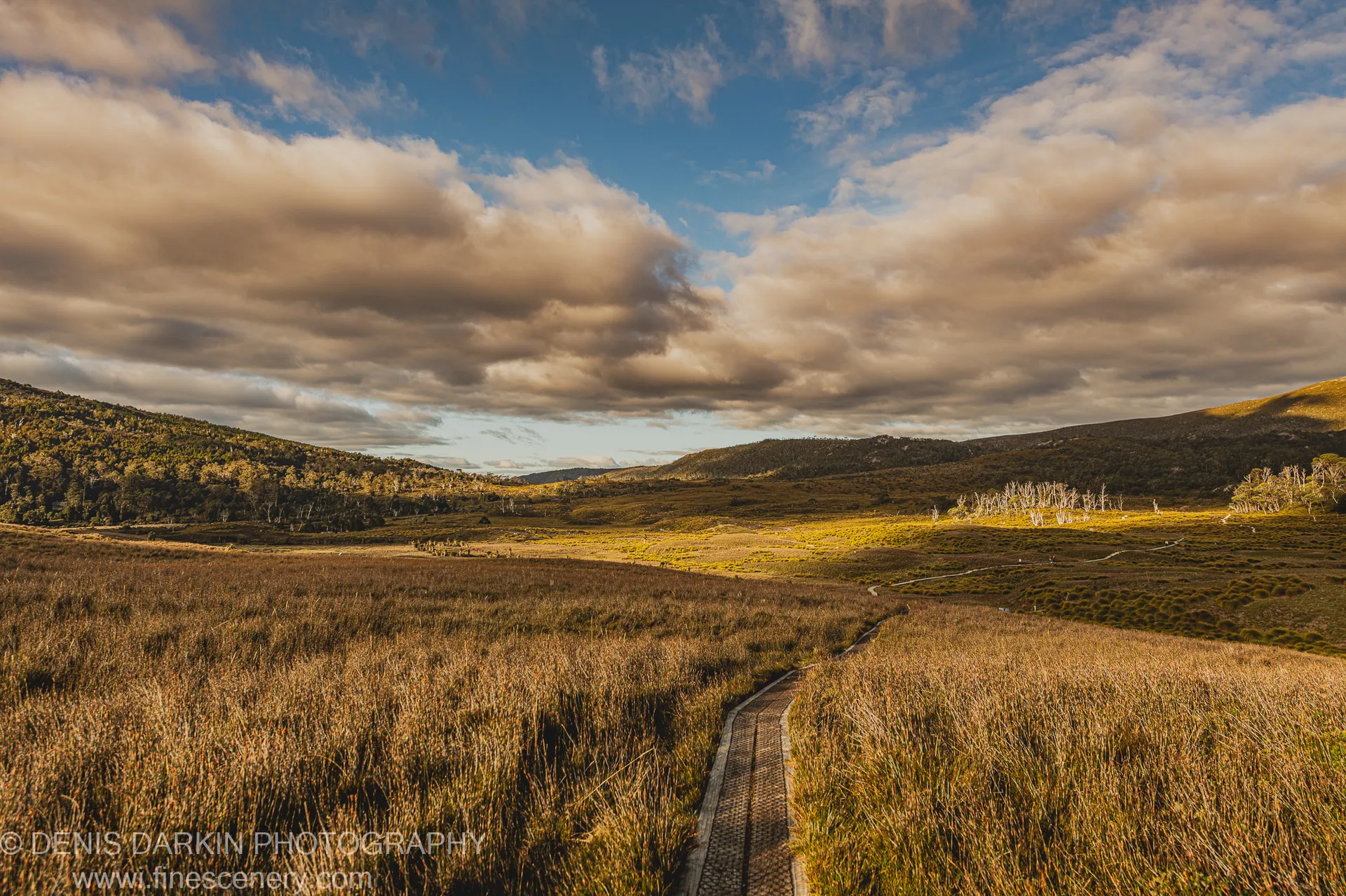 A wooden boardwalk curves through golden buttongrass at Cradle Mountain toward a valley floor dotted with white-barked trees, afternoon clouds building above.