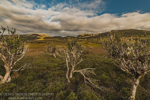 Gnarled lichen-covered shrubs stand at the valley rim at Cradle Mountain, distant peaks lit by warm golden-hour light beneath long cloud banks.