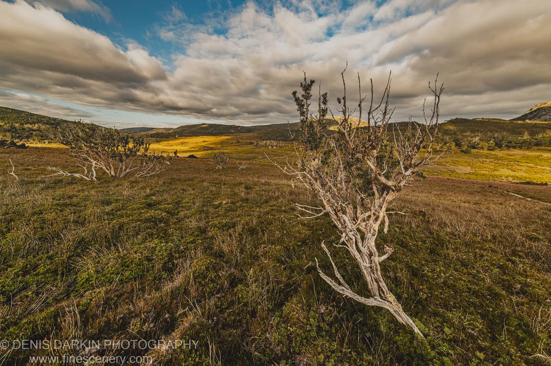 A weather-beaten shrub with pale twisted branches stands on open mossy heath at Cradle Mountain, rolling hills and a cloud-filled sky beyond.