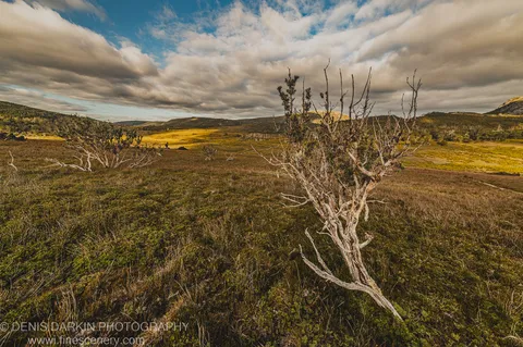 A weather-beaten shrub with pale twisted branches stands on open mossy heath at Cradle Mountain, rolling hills and a cloud-filled sky beyond.