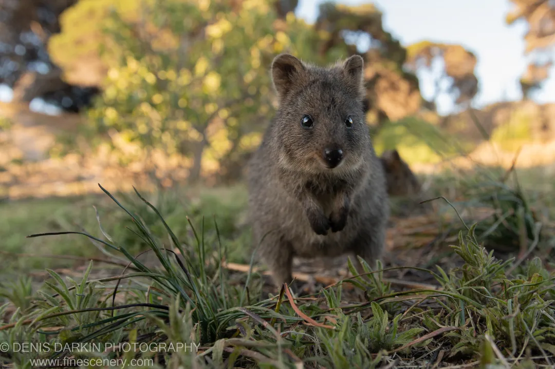 A quokka photographed at low angle on green ground cover at Rottnest Island, Western Australia, with warm bokeh foliage softening behind it.