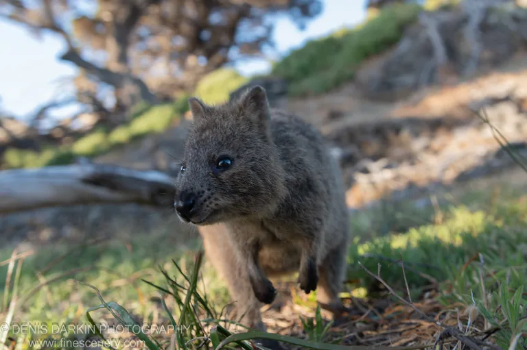 Rottnest Island