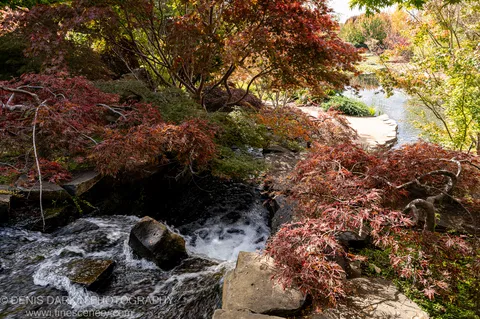 A sunlit stream flows over dark stones beside maple trees in late-autumn colour at Mayfield Gardens, Blue Mountains.