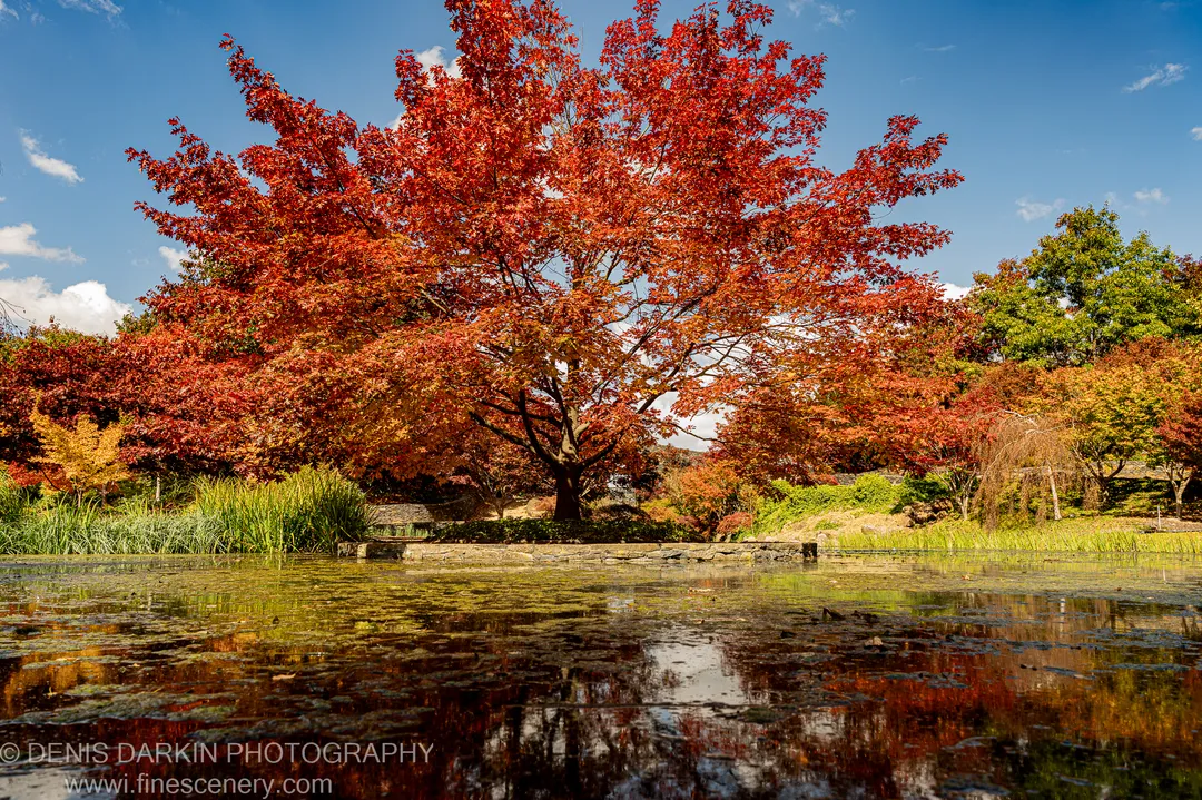 A large maple with deep red autumn leaves stands above a stone embankment beside a pond with algae-covered water at Mayfield Gardens.