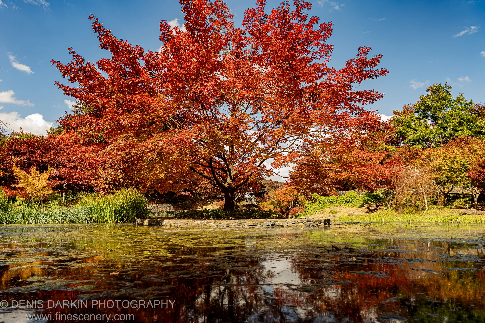 A large maple with deep red autumn leaves stands above a stone embankment beside a pond with algae-covered water at Mayfield Gardens.