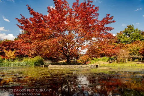 A large maple with deep red autumn leaves stands above a stone embankment beside a pond with algae-covered water at Mayfield Gardens.