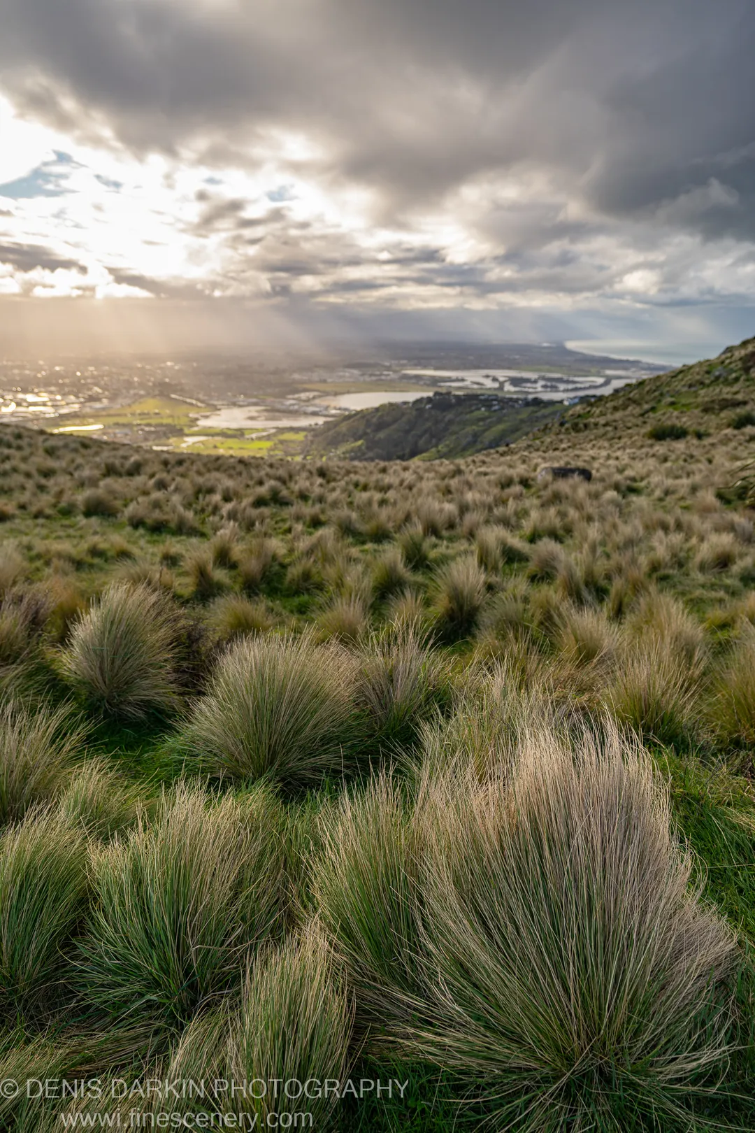 Feathery tussock grass in the foreground as sunbeams break through storm clouds over a distant harbor city and its valley, Queenstown, New Zealand.