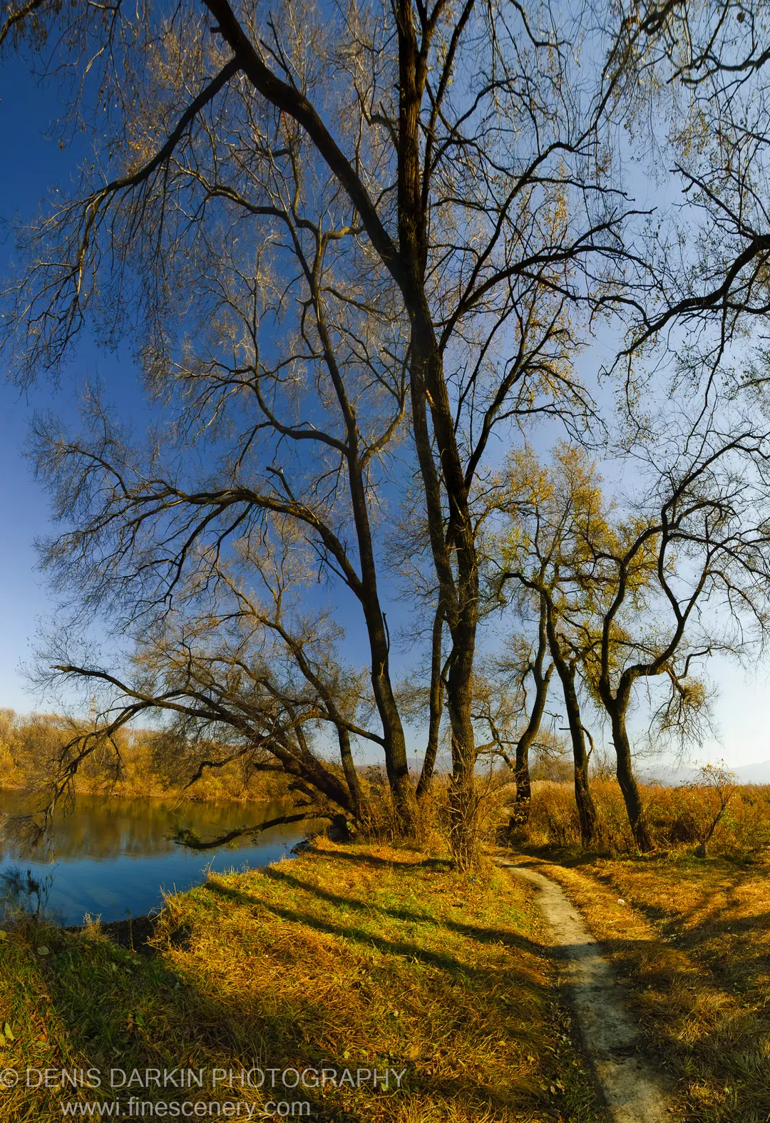 A tall, dark-trunked tree stands silhouetted against a deep blue sky above a golden grassy riverbank at Suchan, Primorsky Krai, late October.