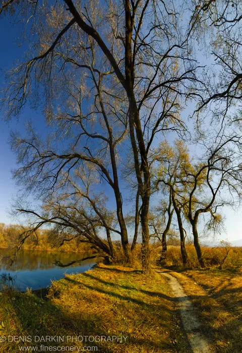 A tall, dark-trunked tree stands silhouetted against a deep blue sky above a golden grassy riverbank at Suchan, Primorsky Krai, late October.