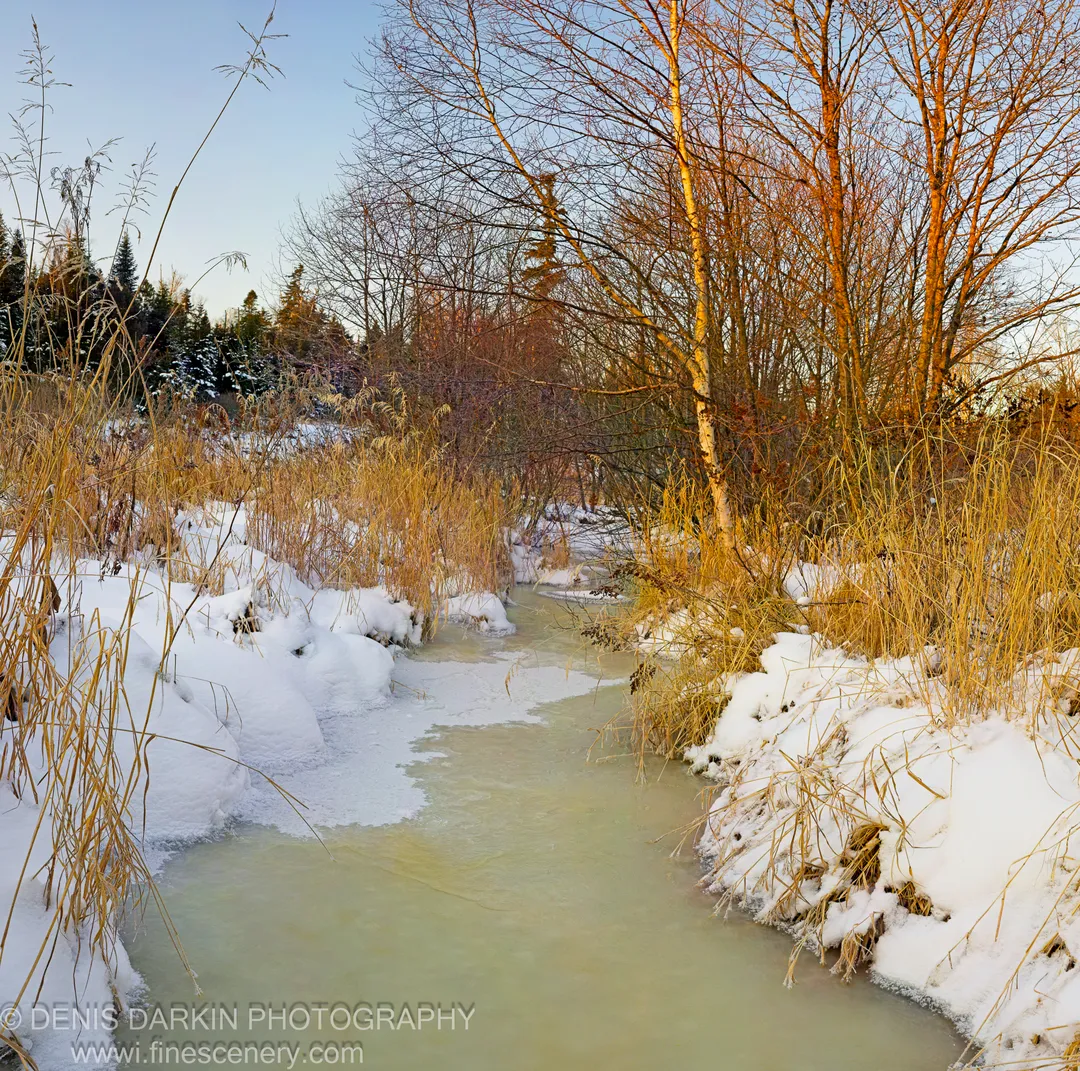 A partially frozen river winds through snowy woodland, tall golden reeds in the foreground and bare birch trees lining the sunlit right bank.