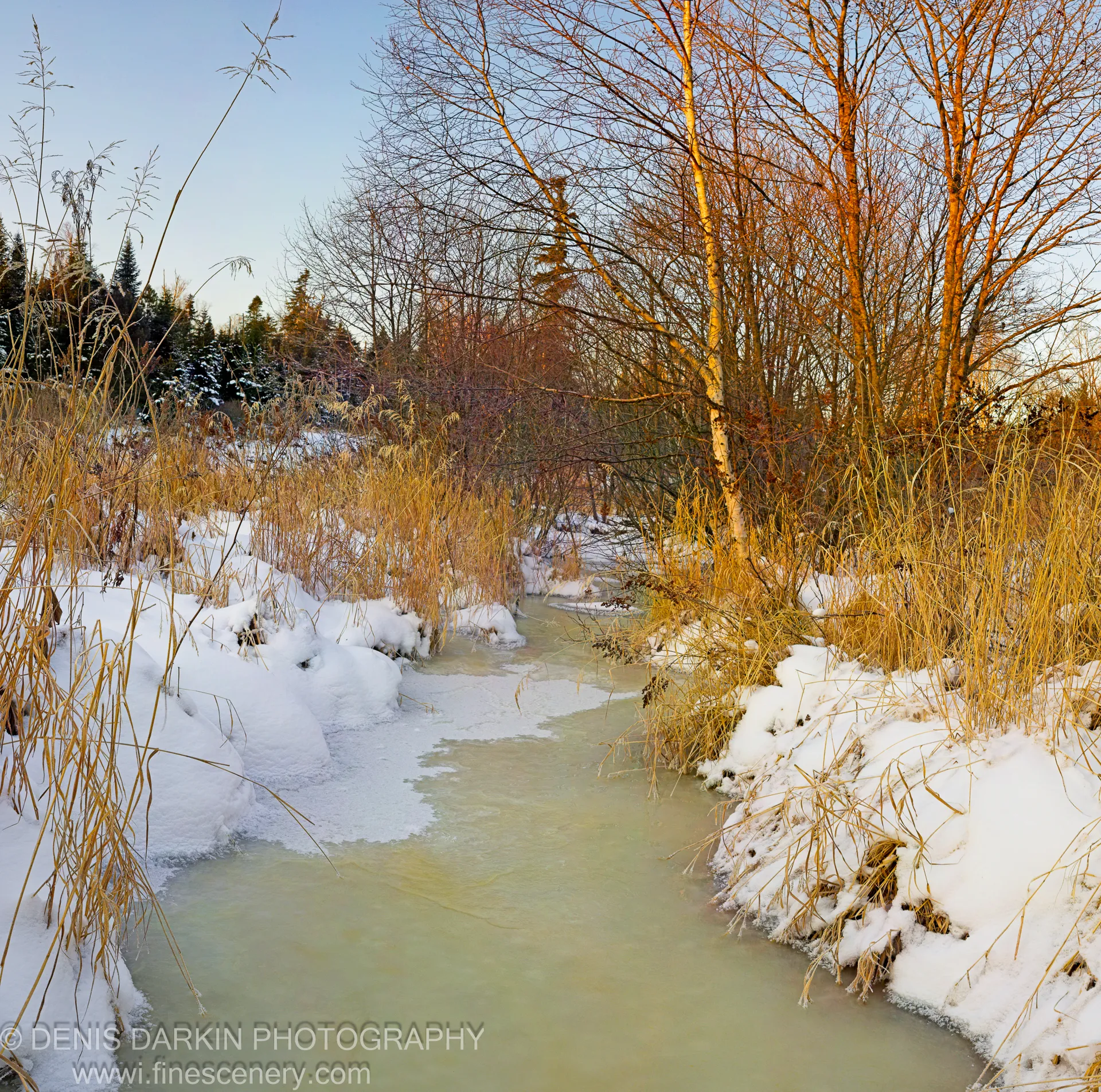 A partially frozen river winds through snowy woodland, tall golden reeds in the foreground and bare birch trees lining the sunlit right bank.