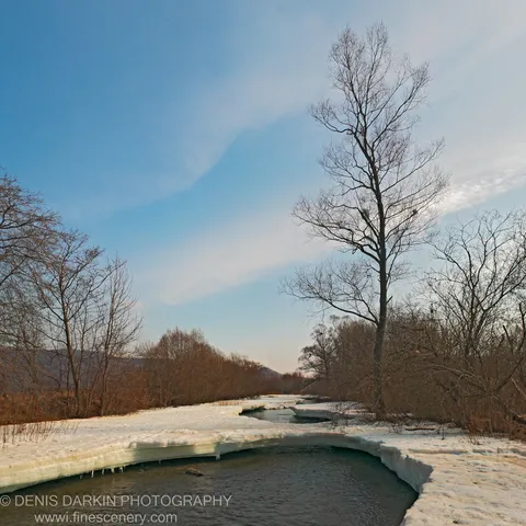 A winter river in Primorsky Krai flows between thick white ice shelves, bare trees rising on both banks beneath a pale blue sky.