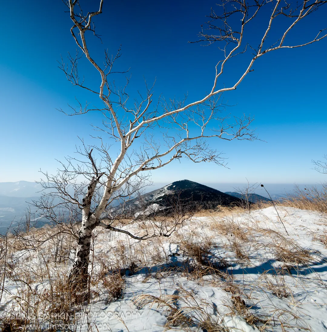 A solitary birch tree on a snowy ridge at Vorobey Mountain, with dry grass and a forested peak in the distance, January 2012.