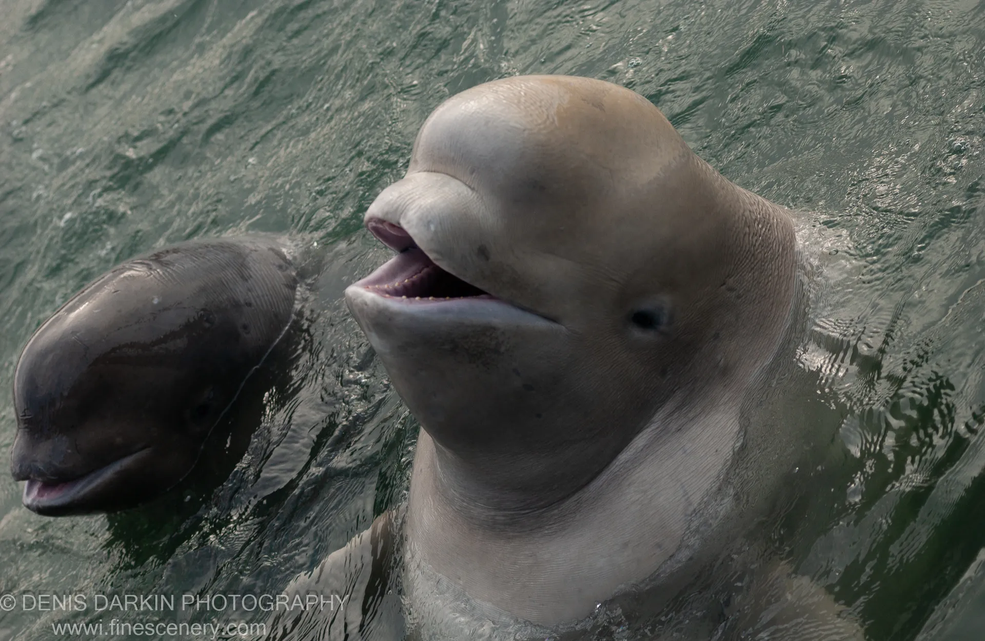 Two beluga whales at the surface of a pool at Vladivostok Oceanarium, one with its mouth open and bubbles clinging to its snout.